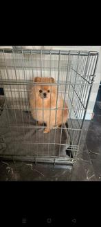 Reu Pomeriaan popy oranje en wit met vole vacht, Dieren en Toebehoren, Rabiës (hondsdolheid), Reu, 1 tot 2 jaar, Eén hond