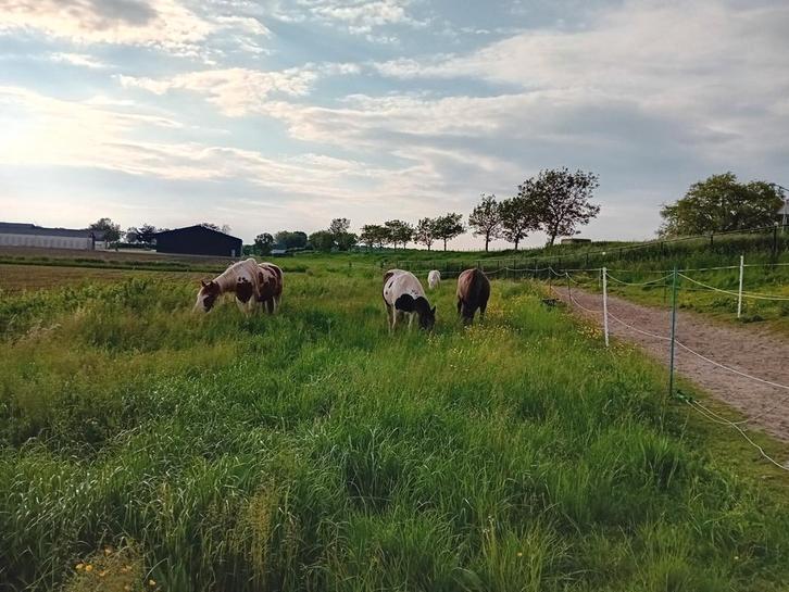 Plekjes vrij Mini PP Oudemolen, Dieren en Toebehoren, Stalling en Weidegang