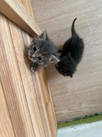 Lieve kittens zoeken een warm huisje, Dieren en Toebehoren, Meerdere dieren, Kortharig, 0 tot 2 jaar