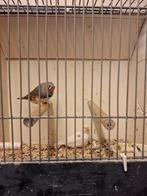 Koppels zebravinken, Dieren en Toebehoren, Vogels | Overige Vogels, Meerdere dieren