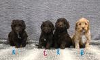 Prachtige medium Labradoodle pups # Doodle, Parvo, Overige rassen, 8 tot 15 weken, Meerdere