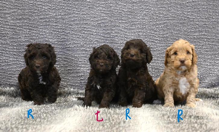 Prachtige medium Labradoodle pups # Doodle, Dieren en Toebehoren, Honden | Chihuahua's en Gezelschapshonden, Meerdere dieren, Overige rassen