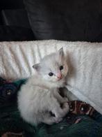 Ragdoll kittens met stamboom, Dieren en Toebehoren, Katten en Kittens | Raskatten | Langhaar, Meerdere dieren, Met stamboom
