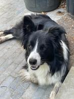 Lieve en pleasende border collie is op zoek naar een baasje, België, Particulier, Rabiës (hondsdolheid), Overige rassen