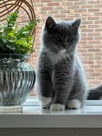 Britse korthaar kitten, Kater, Ingeënt