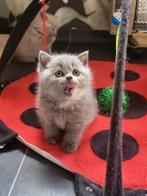 Prachtig mooie Britse korthaar kittens te koop!, Meerdere dieren, Gechipt, 0 tot 2 jaar