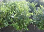 Laurierplanten{Promotie!!!}, Ophalen, Laurier, Struik, 100 tot 250 cm
