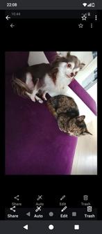 Halve Britse korthaar poesje 4 maanden oud, Dieren en Toebehoren, Katten en Kittens | Raskatten | Korthaar, Poes, Ontwormd, 0 tot 2 jaar