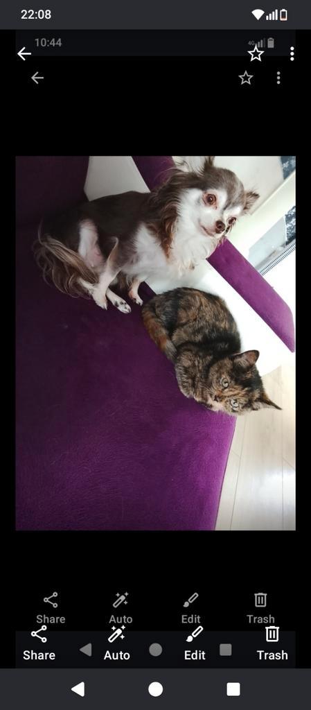 Halve Britse korthaar poesje 4 maanden oud, Dieren en Toebehoren, Katten en Kittens | Raskatten | Korthaar, Poes, 0 tot 2 jaar