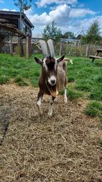 Toggenburger dekbok, Dieren en Toebehoren, Mannelijk, Geit, 0 tot 2 jaar