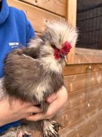 USA zijdehoen haan mottled bruin, Mannelijk, Kip