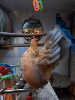 Ayam serama hen, Dieren en Toebehoren, Pluimvee, Vrouwelijk, Kip