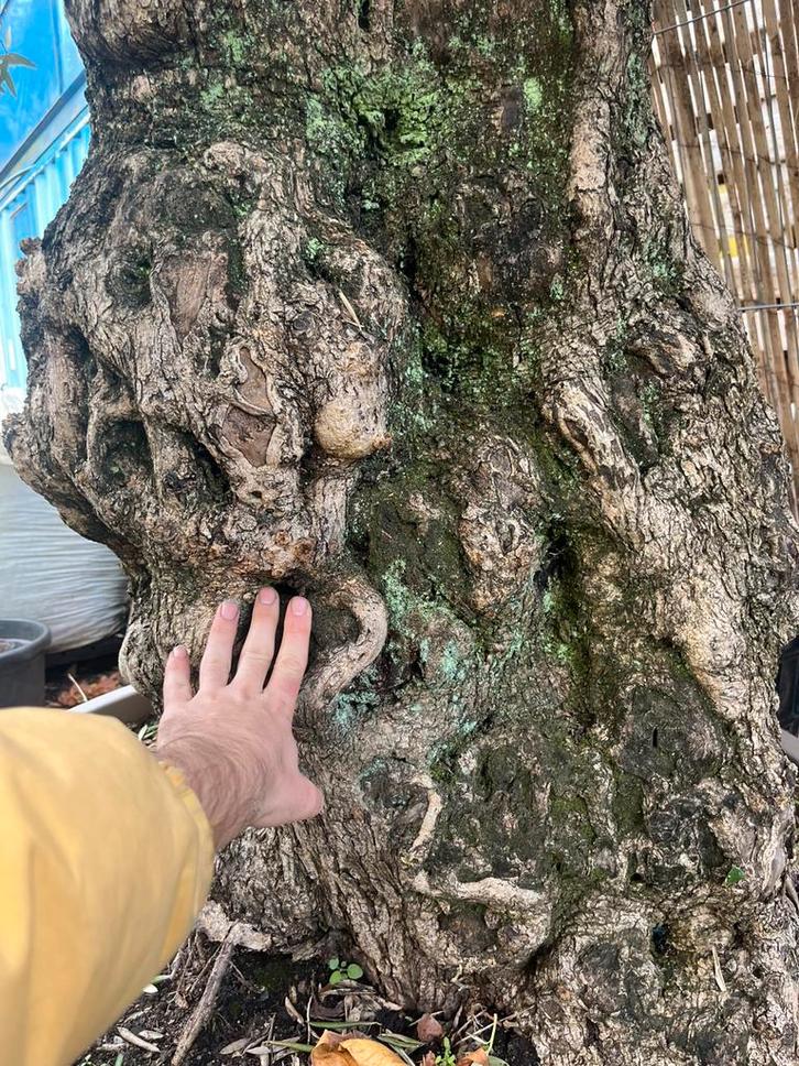 Olea Europeana Bonsai – 100+ jaar oud!, Tuin en Terras, Planten | Tuinplanten, Overige soorten, Halfschaduw, Ophalen