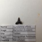 Fossiele haaientand uit Kazakhstan: Isurolamna affinis, Verzamelen, Mineralen en Fossielen, Ophalen of Verzenden, Fossiel