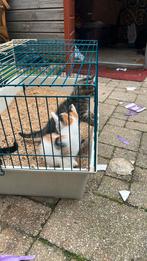 Drie zwarte  twee grijze  1wite met zwarte kleur ,, Dieren en Toebehoren, Katten en Kittens | Overige Katten
