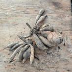 Dahlia knollen bahama mama 2x, Tuin en Terras, Ophalen of Verzenden, Voorjaar, Volle zon, Knol