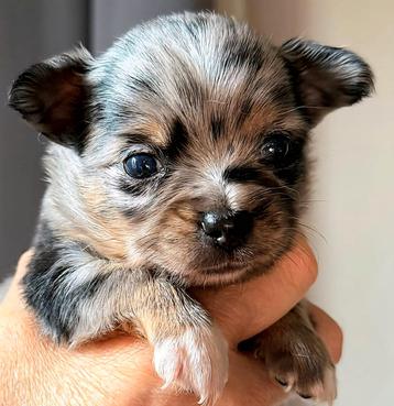 Ondeugende chihuahua pups zoeken lieve baasjes beschikbaar voor biedingen