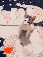 Kitten meisje van 4 maanden, Dieren en Toebehoren, Katten en Kittens | Overige Katten, Poes, Kortharig, 0 tot 2 jaar
