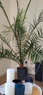 Grote Canarische Dadelpalm (150cm+), Huis en Inrichting, Kamerplanten, Ophalen