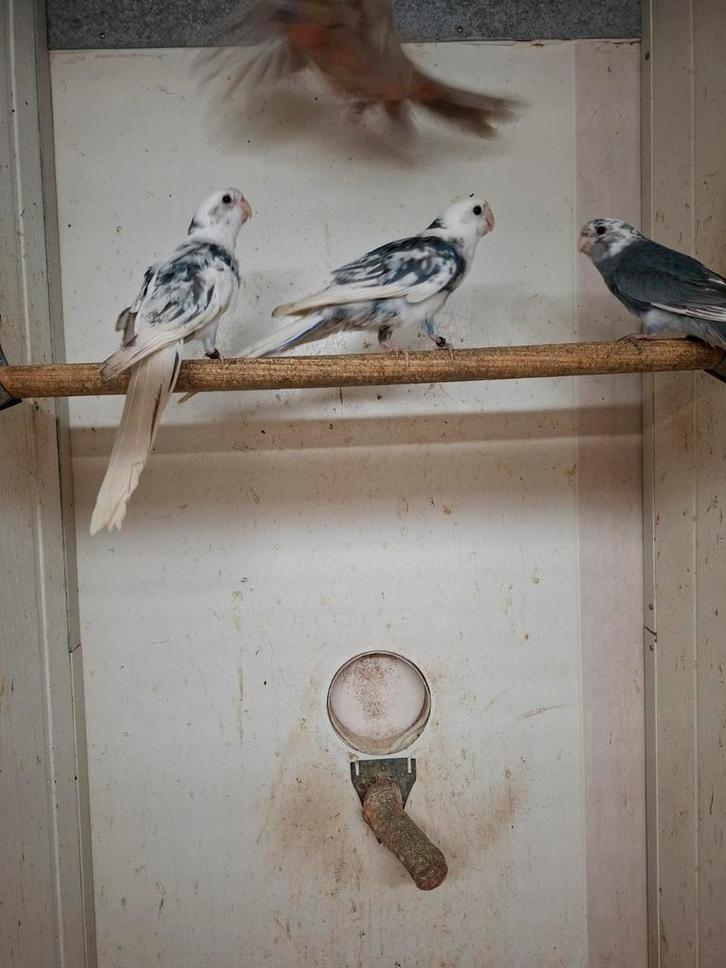 Koppel blauwbonte pennant rosella's, Dieren en Toebehoren, Vogels | Parkieten en Papegaaien, Parkiet, Meerdere dieren, Geringd