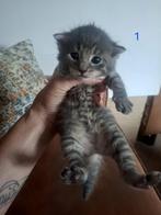 Kittens, Meerdere dieren, Ontwormd, 0 tot 2 jaar