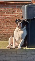 Herplaatser Old english bulldog, Dieren en Toebehoren, Particulier, Bulldog, 1 tot 2 jaar, Reu