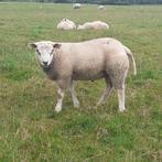 Dekrammen, dekram, Dieren en Toebehoren, Schapen, Geiten en Varkens, Mannelijk, Schaap