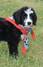 Bernerdoodle pup, mag het nest verlaten, Reu, CDV (hondenziekte), 8 tot 15 weken, Groot