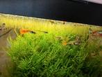 Jonge Kohaku guppen (koi), Dieren en Toebehoren, Vissen | Aquariumvissen, Vis