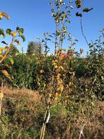 Diverse Fruitbomen te koop, Ophalen, Appelboom, Lente