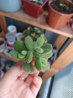 Cotyledon tomentosa - Bearpaw 🐻🐾, Ophalen of Verzenden, Overige soorten, Minder dan 100 cm