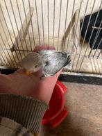 Jonge agapornissen om handtam te maken, Dieren en Toebehoren, Geslacht onbekend, Dwergpapegaai of Agapornis