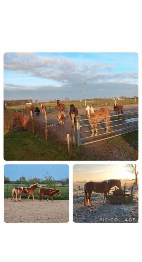 Plekje voor Shetlander of kleine b pony, Dieren en Toebehoren, Stalling en Weidegang, Weidegang