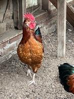 2 prachtige hanen (samen of apart), Dieren en Toebehoren, Mannelijk, Kip