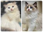 Ragdoll kittens: kater en poes | geteste ouders, Dieren en Toebehoren, Katten en Kittens | Overige Katten, Meerdere dieren