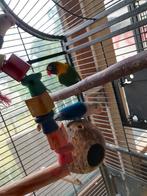 Bewezen koppel met geslachtsbepaling., Meerdere dieren, Dwergpapegaai of Agapornis, Geringd