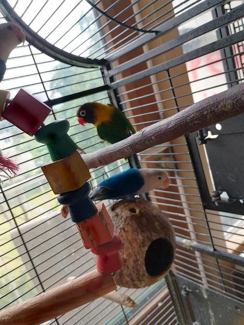 Bewezen koppel met geslachtsbepaling., Dieren en Toebehoren, Vogels | Parkieten en Papegaaien, Dwergpapegaai of Agapornis, Meerdere dieren