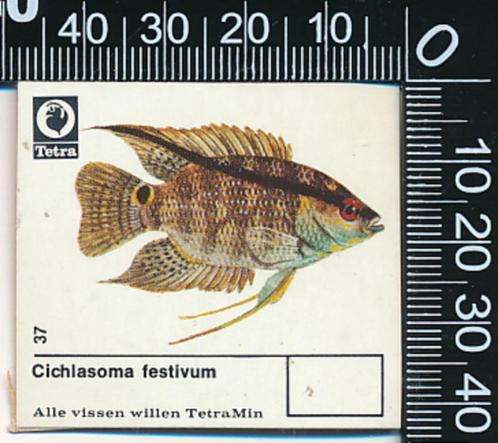 Sticker: Tetra - Cichlasoma Festivum, Verzamelen, Stickers, Zo goed als nieuw, Bedrijf of Vereniging, Ophalen of Verzenden