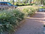 Lampepoetsersgras 48 stuks, Tuin en Terras, Planten | Tuinplanten, Ophalen, Overige soorten, Volle zon