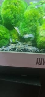 amano garnalen, Dieren en Toebehoren, Vissen | Aquariumvissen, Kreeft, Krab of Garnaal, Zoetwatervis