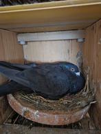 Te koop tilduiven en valenciano s, Dieren en Toebehoren, Meerdere dieren