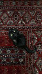 Bombay kat, Poes