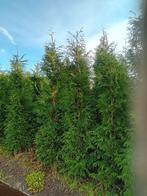 Coniferen Thuja occ. Brabant 300-350, Ophalen, Conifeer, 100 tot 250 cm