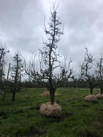 Grillige oude perenbomen 45 jr met draadkluit nog 8 stuks beschikbaar voor biedingen