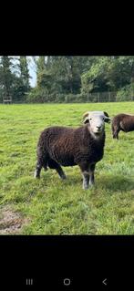 Herdwick rammen, Dieren en Toebehoren, Schapen, Geiten en Varkens, Mannelijk, Schaap, 0 tot 2 jaar
