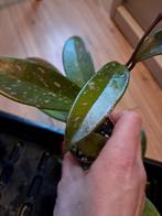 Hoya pubicalyx, Ophalen of Verzenden, Halfschaduw, Minder dan 100 cm