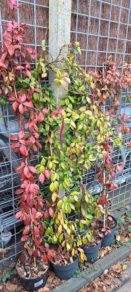 Toscaanse Jasmijn (wit en geel). 50% korting!, Tuin en Terras, Planten | Tuinplanten, Overige soorten, Volle zon, Ophalen