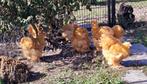 Cochin groothoender buff, Dieren en Toebehoren, Pluimvee, Meerdere dieren, Kip