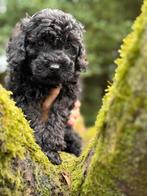 Maltipoo pups in choco kleur, zwart en abricot., Dieren en Toebehoren, Poedel, Nederland, CDV (hondenziekte), 8 tot 15 weken