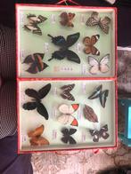 Vlinders taxidermie, Ophalen of Verzenden, Zo goed als nieuw, Insect, Opgezet dier